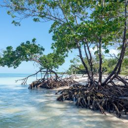 Cayo Jutias Mangrove