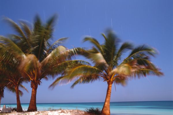 Cayo Levisa Palm Trees