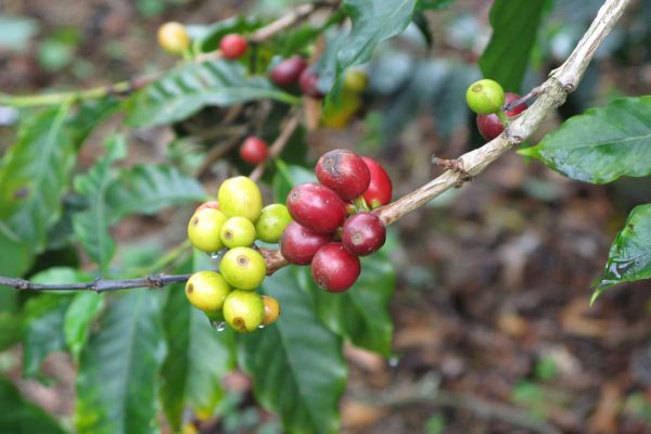 Coffee Plant