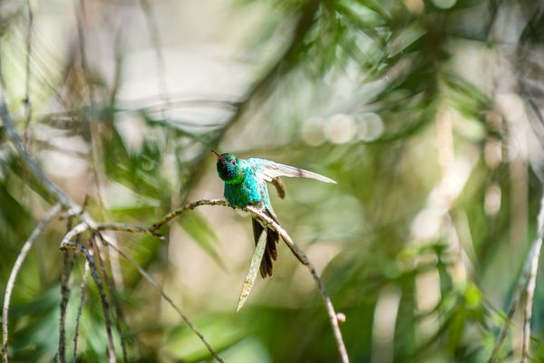 Cuban emerald hummingbird