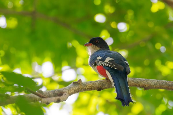 Cuban trogon - Tocororo
