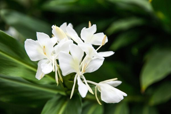 Hedychium coronarium Mariposa Cubas National Flower