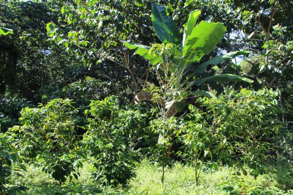 Jungle in Topes de Collantes