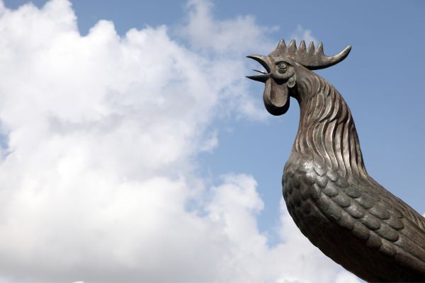 Moron Rooster