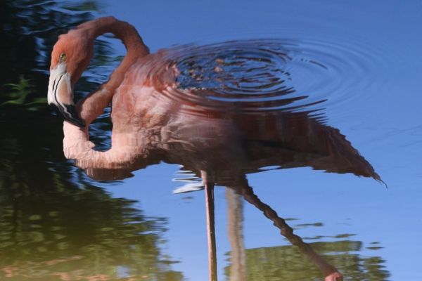 Pink Flamingo Cuba