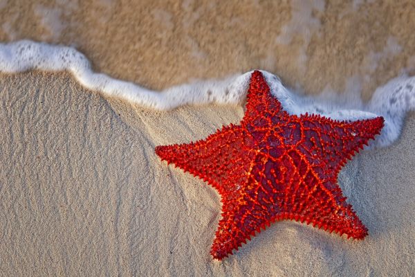 Starfish sand