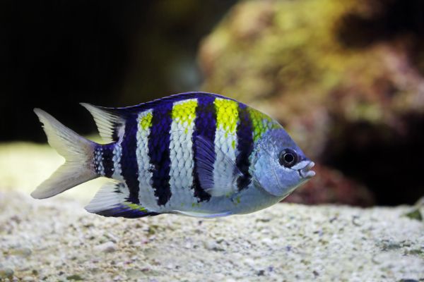 sergeant major fish