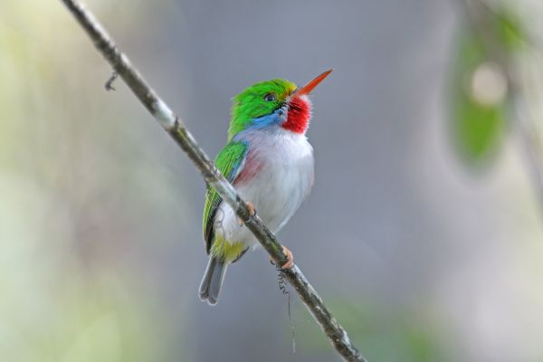 The Cuban Tody